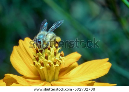 bee is working for sweet from cosmos flower