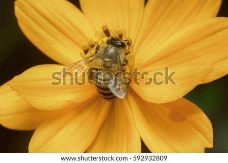 bee is working for sweet from cosmos flower