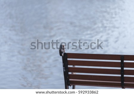 bench in the park and pond