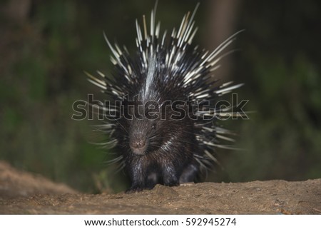 Malayan porcupine(Hystrix brachyura) in nature