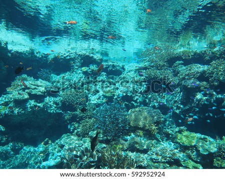 Aquarium tank full with coral and various small sea water fishes