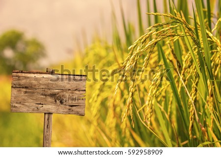 Wooden sign with empty space in rice field.