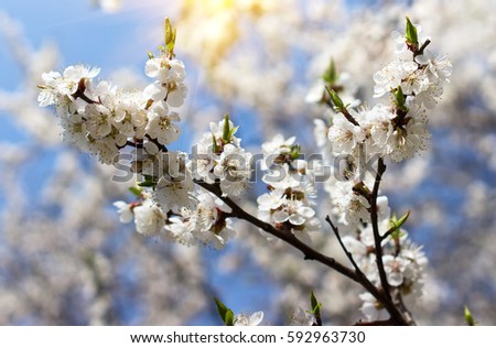 Branch of blossoms of cherry tree close-up  in the spring on the background of blue sky.