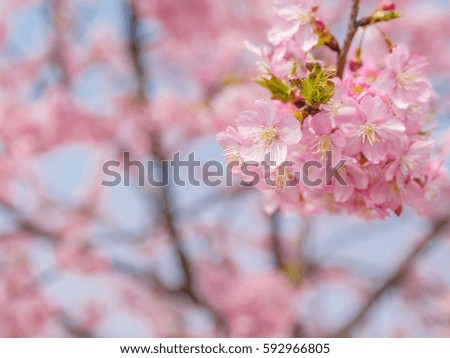 Spring flowers series, beautiful pink cherry blossoms.