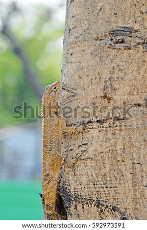Small chameleon climb big tree , Beautiful blur background
