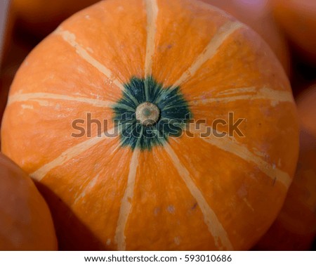 giant pumpkins, Pumpkin patch of colorful pumpkins