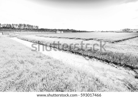 Fields of blooming tulip flowers in Netherlands. Assorted flowers in a Dutch spring garden near the drainage canal. Black and white picture