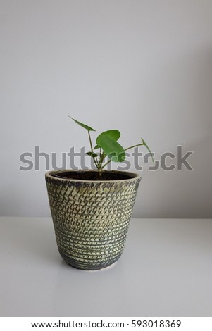 green leaves and succulent plants in colorful vintage and retro flowerpots 