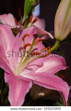 Marco Polo lilies in a sunset light