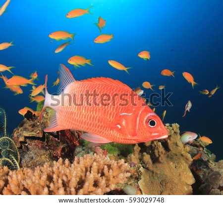 Underwater coral and fish
