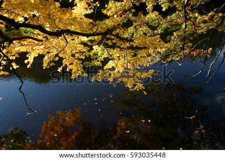 Fall color: reflection of tree branch and yellow leaves in water of stream in Lansing, Michigan, USA. Royalty-Free Stock Photo #593035448