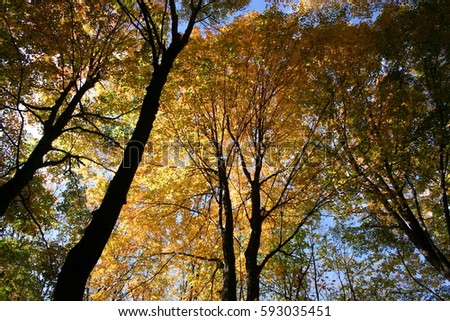 Fall color treetops and blue sky background, with camera looking skyward, Lansing, Michigan, USA Royalty-Free Stock Photo #593035451