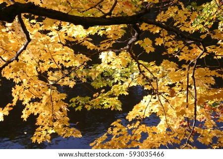 Fall color: yellow leaves caught in sunlight against the background of a stream. Lansing, Michigan, USA. Royalty-Free Stock Photo #593035466