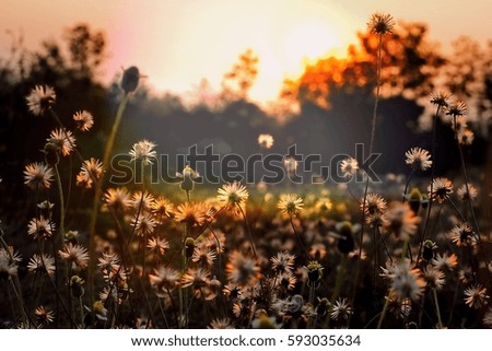 Golden heaven light Hope concept abstract blurred background  evening sunset scenario by nature light blue rays clouds with natural environment