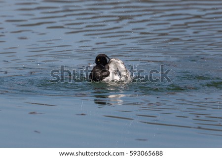 portrait of male tufted duck (Aythya fuligula) while swimming, splashing and grooming