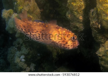 The spot-fin porcupinefish (Diodon hystrix) in the dark reef