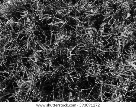 Close up image of black grass for texture and background. Top macro side view