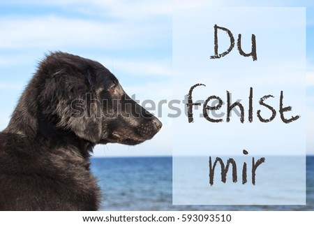 Dog At Ocean, Du Fehlst Mir Means I Miss You