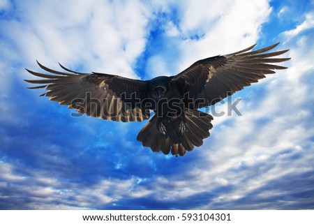Birds - flying Common Raven (Corvus corax) on background - blue sky and white clouds. Halloween