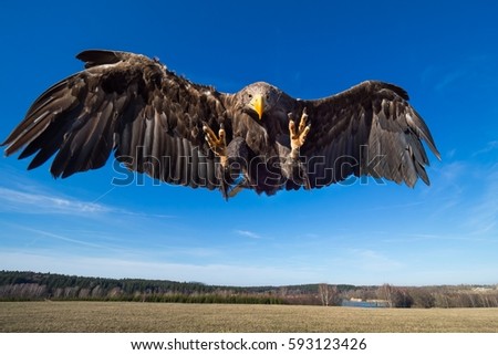 Sea eagle landing