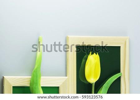 Interesting, yellow, fresh, bright, beautiful, fragrant tulips, laid out in wooden frames