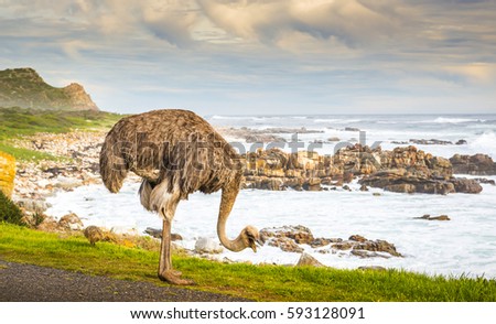 Female ostrich (Struthio Camelus) and chick grazing by the road at the Cape of Good Hope, Cape Peninsula, South Africa