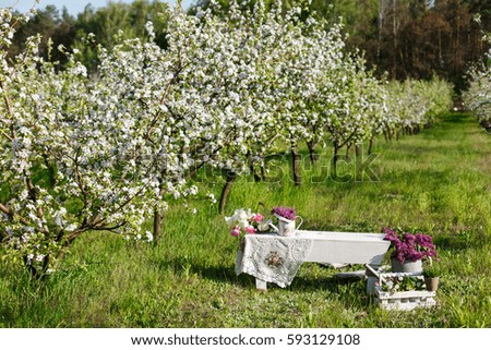 Garden decor - a bench covered with a lace tablecloth on the background of blooming apple trees and greenery. On the seat standing a basket of tulips and watering can with lilacs