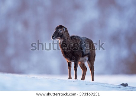 mouflon, ovis orientalis orientalis, Czech republic