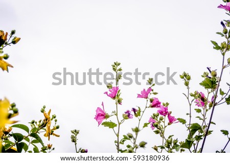 Beautiful colorful flowers as background