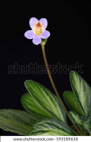 Cute Primulina flower in the flowerpot over black background