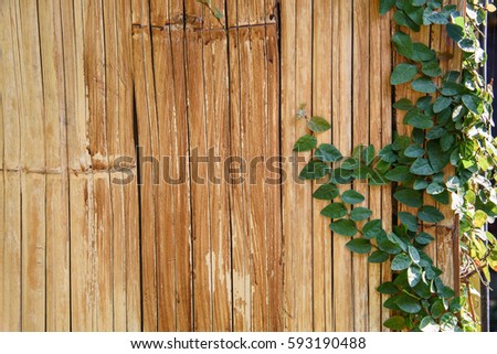 Nature light, Leaf on Bamboo wood background with paint.(Selective Focus)