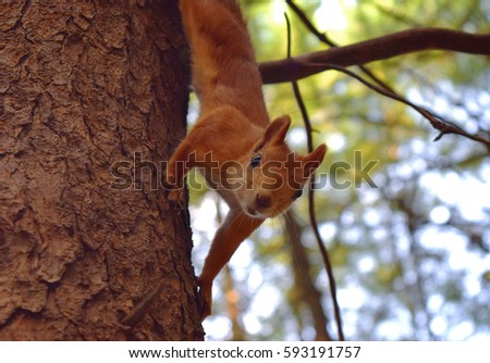 Squirrel on a pine tree in the Siberian forest, Novosibirsk.