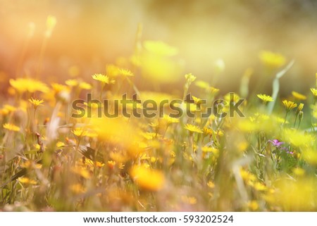 abstract dreamy photo of spring meadow with wildflowers