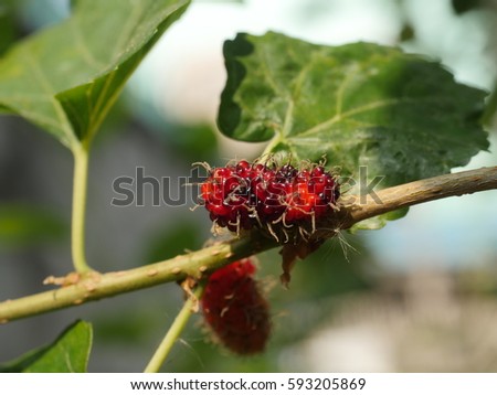 closeup of mulberry fruit with green leaves on tree, morus plant, herbal plant. ( traditional or folk medicine )