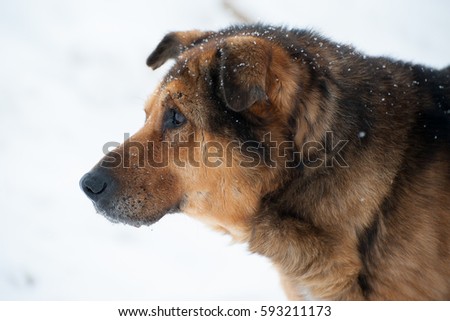 Dog old pooch  snow winter cold weather senility sad abandoned sick 