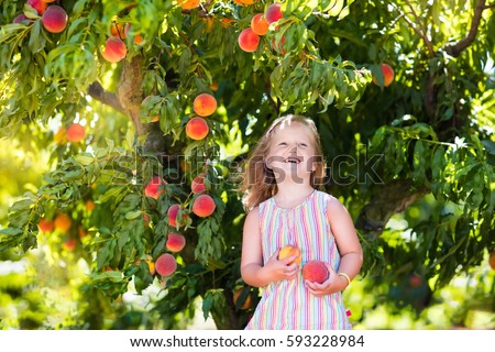 Little girl picking and eating fresh ripe peach from tree on organic pick own fruit farm. Kids pick and eat tree ripen peaches in summer orchard. Child playing in peach garden. Healthy food for kid. Royalty-Free Stock Photo #593228984