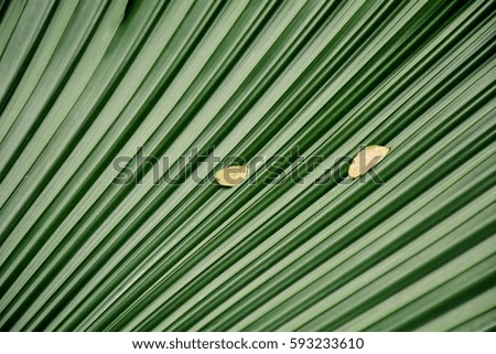 Lines and textures of green palm leaves