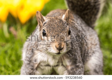 Grey squirrel close up in the park