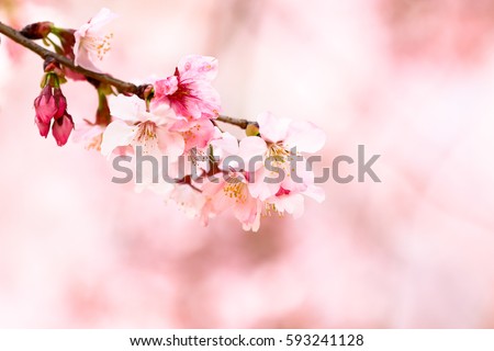 Colorful Cherry Blossoming 