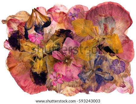 motley multicolored applique of dried pressed iris flowers Royalty-Free Stock Photo #593243003