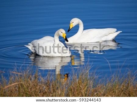 Two whooper swans swimming in the lake in Finland. Royalty-Free Stock Photo #593244143
