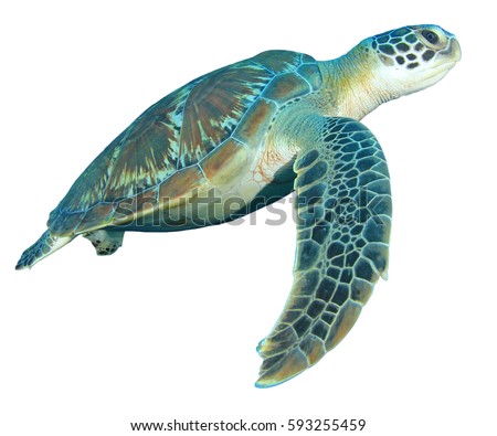 Green Turtle isolated on white background