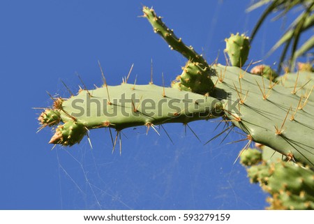 Closeup of cactus thorn against a blue sky, picture from Tenerife Spain.