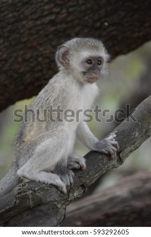 Young Vervet Monkey sitting in a tree - Pilanesberg Nature Reserve, South Africa