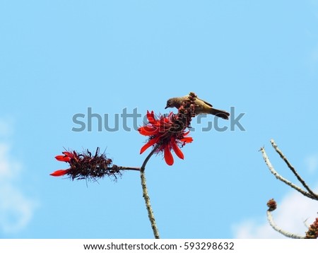 bird on beautiful red orange group flowers blue sky background, Indian Coral Tree, Variegated Tiger's claw, Erythrina variegata, plant with green yellow pattern color leaves in tropical zone