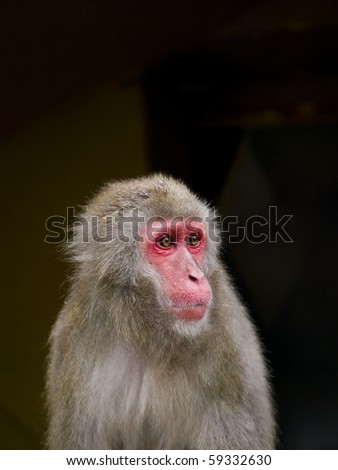 Close up of a Japanese macaque (Macaca)