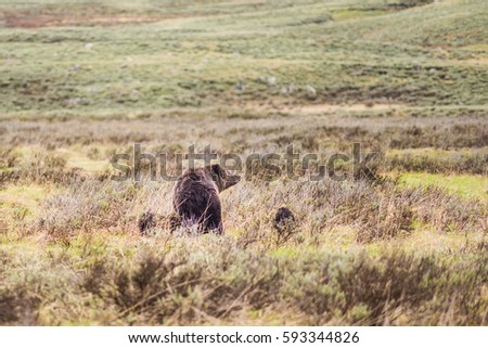 Mother grizzly bear with two cubs in prairie in Yellowstone National Park