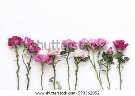 Natural roses on white background