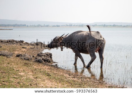 Buffalo drinking water inside the reservoir