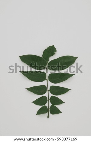 Green leaf pattern for background. Selective focus.